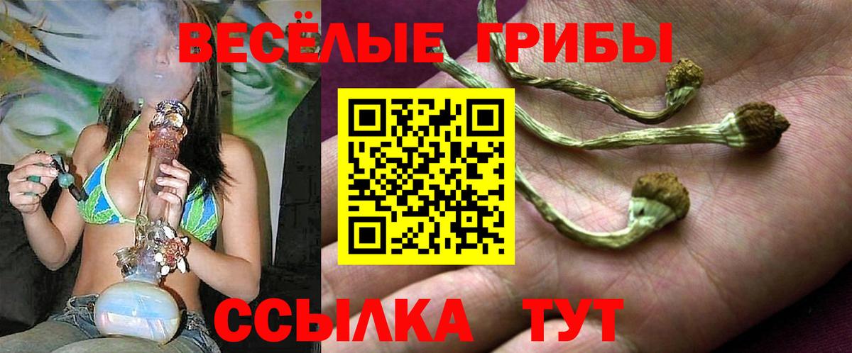 Псилоцибиновые грибы Psilocybine cubensis Зима